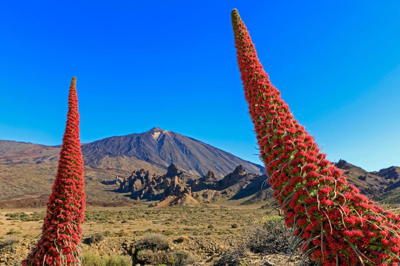 Jardines Del Teide Daire Puerto de la Cruz  Dış mekan fotoğraf